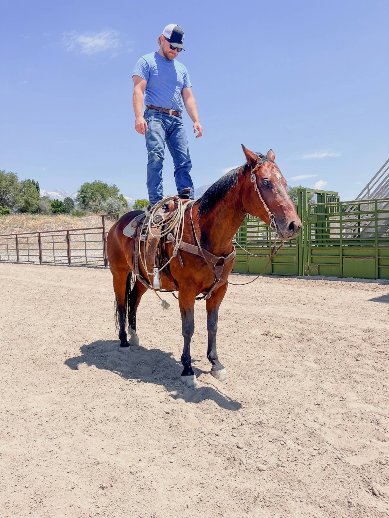 A trainer balanced on a horse's back — a moment of complete trust