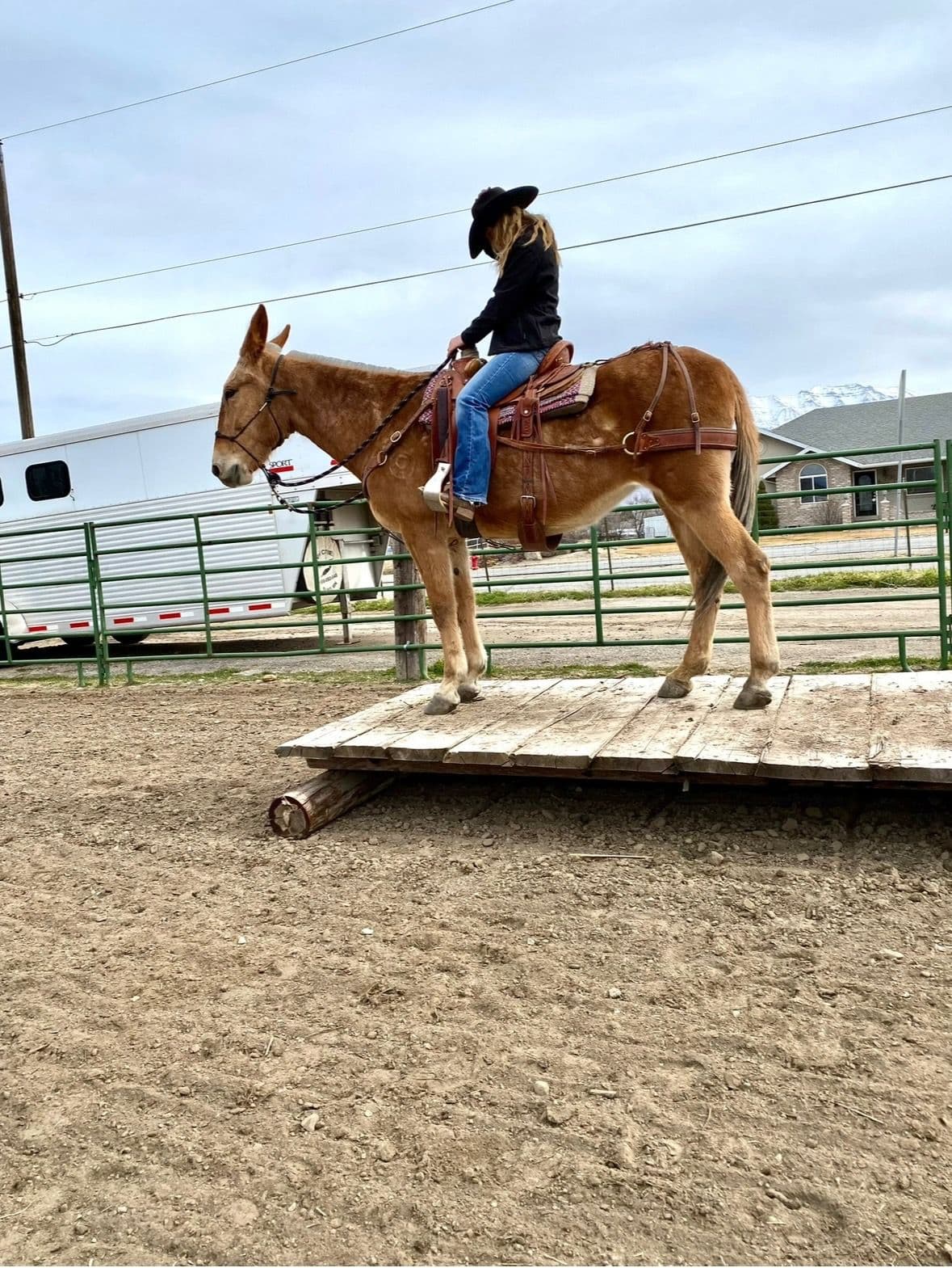 A mule confidently standing on a wooden bridge obstacle with a rider in cowboy hat