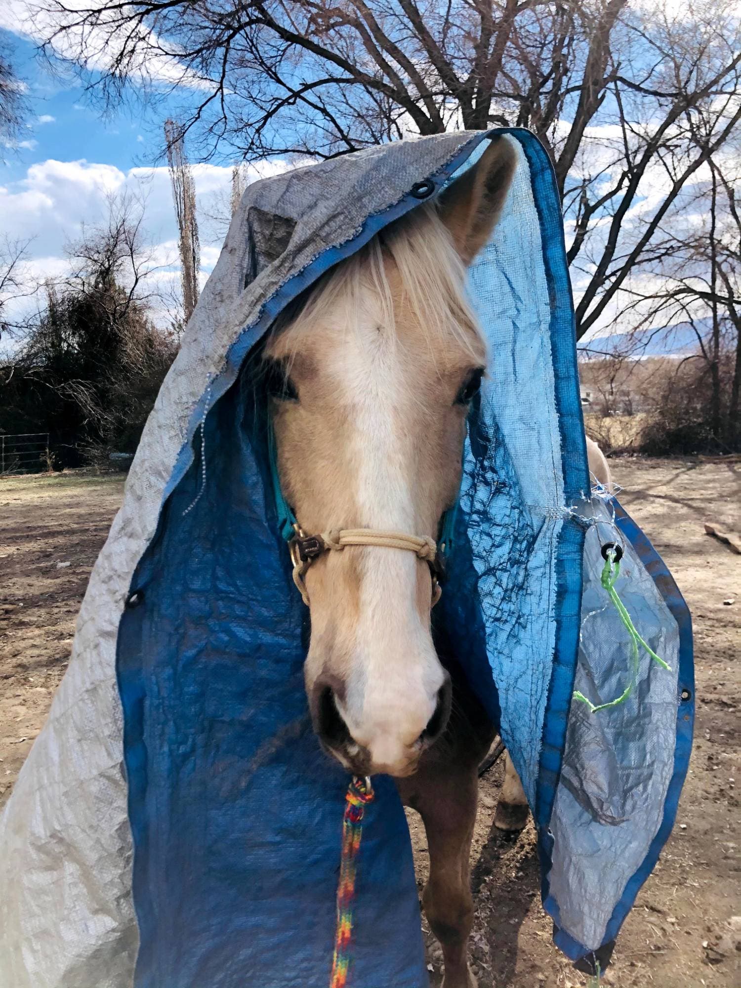 A palomino horse calmly standing under a blue tarp during desensitization work