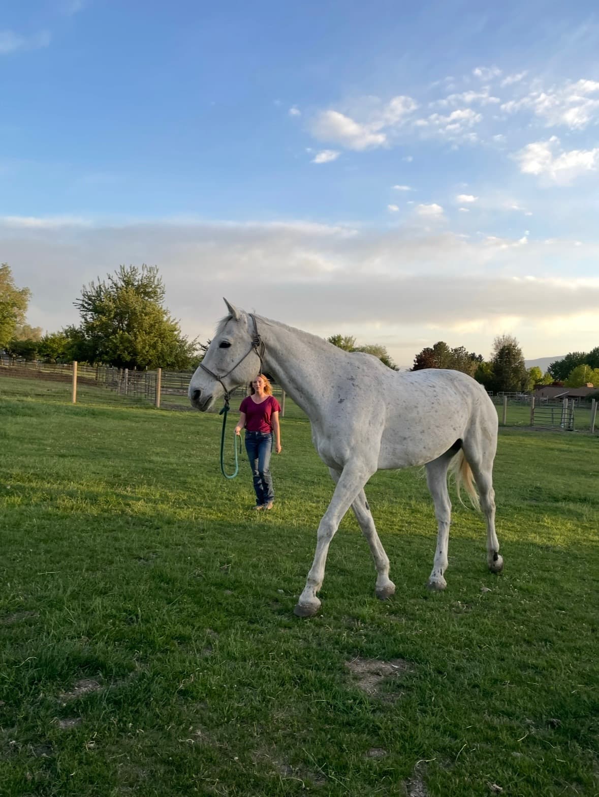 A flea-bitten grey horse being led by a handler at golden hour in a green pasture, snowy peaks behind